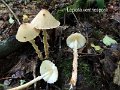 Lepiota magnispora-amf1170